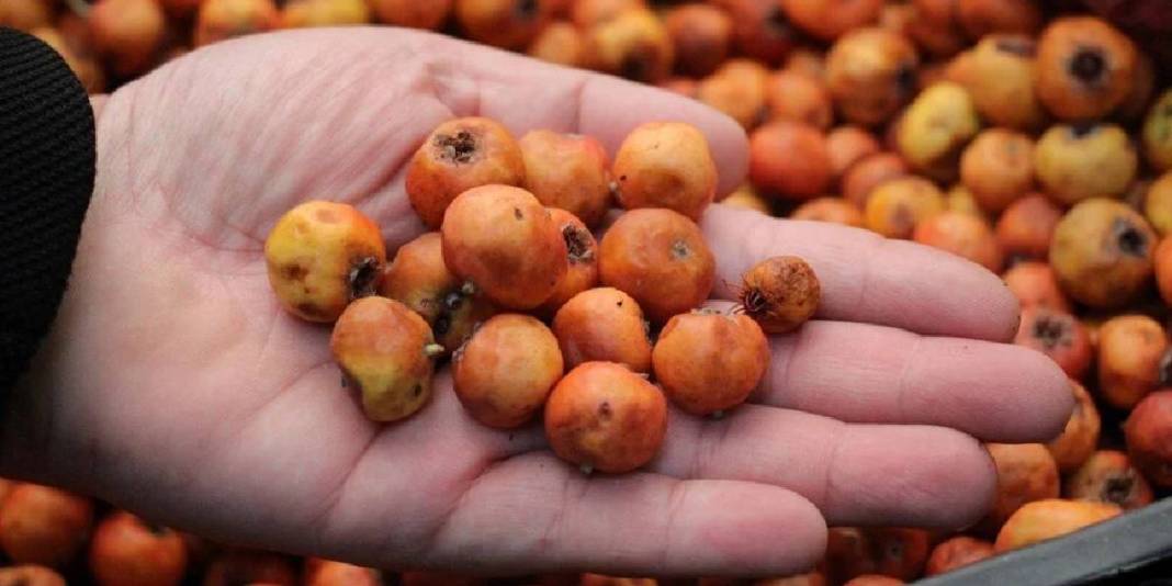 Dikenine katlanan meyvesini yiyor! Elleriyle tek tek toplayıp satıyorlar: Pazarda kilosu 100 TL’den alıcı buluyor 4